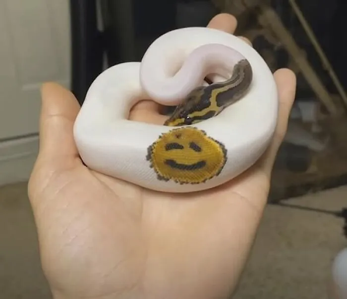 Serpiente blanca con dibujo de emoji sonriente en espiral sobre mano humana, imagen importante de animales original y llamativa.