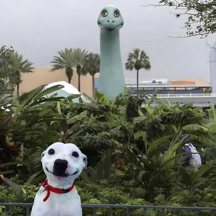 50 «Imágenes importantes de animales» que te harán sonreír (nuevas fotos)