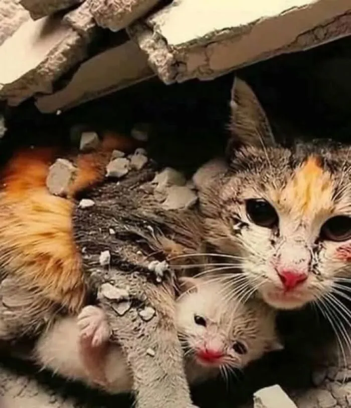 50 «Imágenes importantes de animales» que te harán sonreír (nuevas fotos)