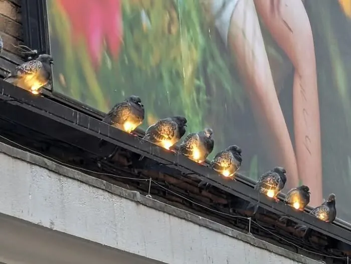 Palomas sobre luces alineadas en edificio urbano en una imagen importante de animales que inspira ternura y curiosidad.