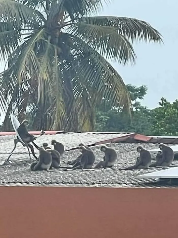 Grupo de monos sentados en un tejado bajo una palmera, imagen importante de animales que genera curiosidad y sonrisas.