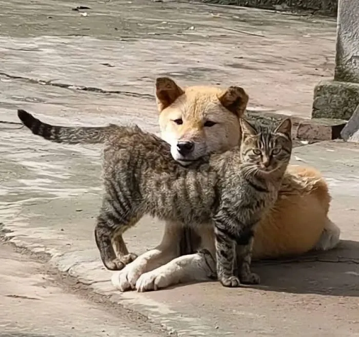50 «Imágenes importantes de animales» que te harán sonreír (nuevas fotos)