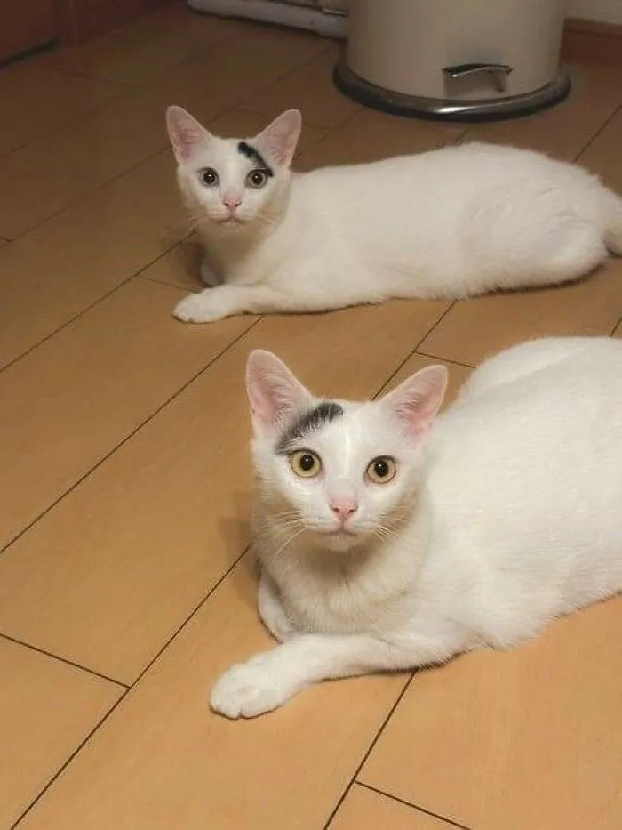 50 «Imágenes importantes de animales» que te harán sonreír (nuevas fotos)