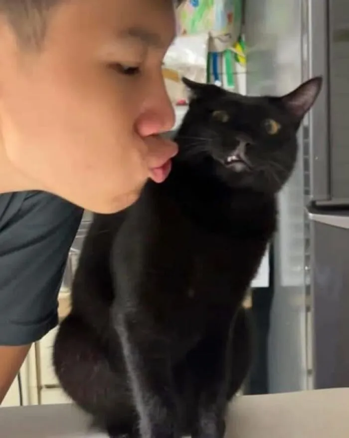 Hombre acercándose a besar a un gato negro con expresión divertida en imágenes importantes de animales.