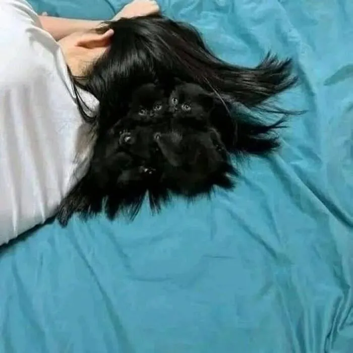 Gato negro camuflado entre el cabello de una persona acostada sobre una cama con sábanas azules, imágenes importantes de animales.