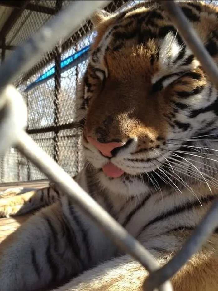 Tigre descansando tras malla metálica, imagen importante de animales que inspira tranquilidad y conexión con la vida salvaje.