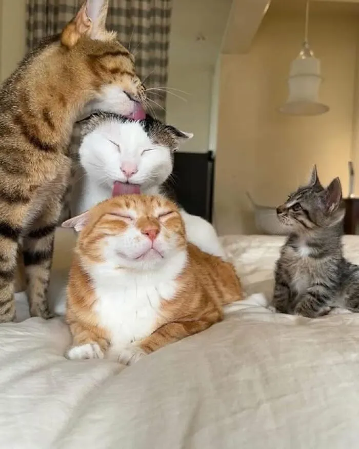 50 «Imágenes importantes de animales» que te harán sonreír (nuevas fotos)