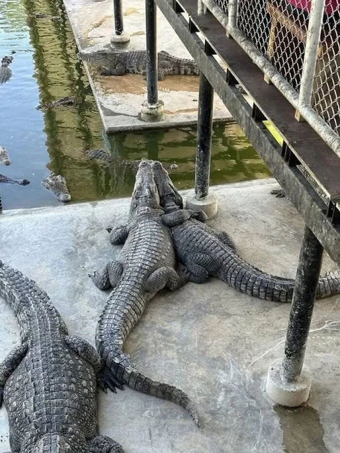 50 «Imágenes importantes de animales» que te harán sonreír (nuevas fotos)