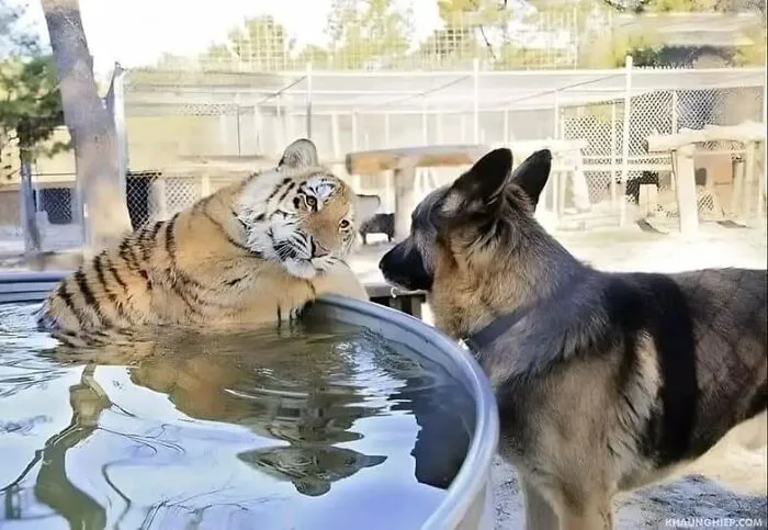 50 «Imágenes importantes de animales» que te harán sonreír (nuevas fotos)