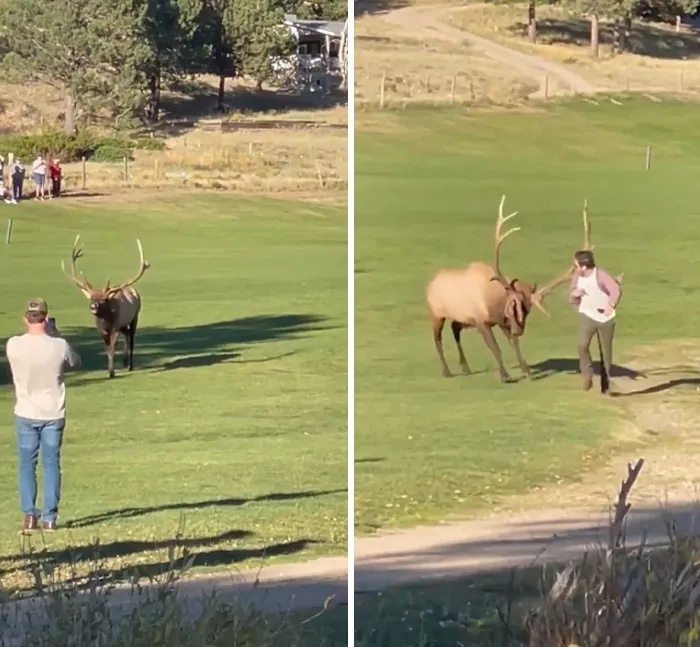 Tourist In Estes Park, Colorado, USA Gets Too Close To A Bull Elk During Rutting Season; Had Been Making A Noise To Get A Response From The Animal