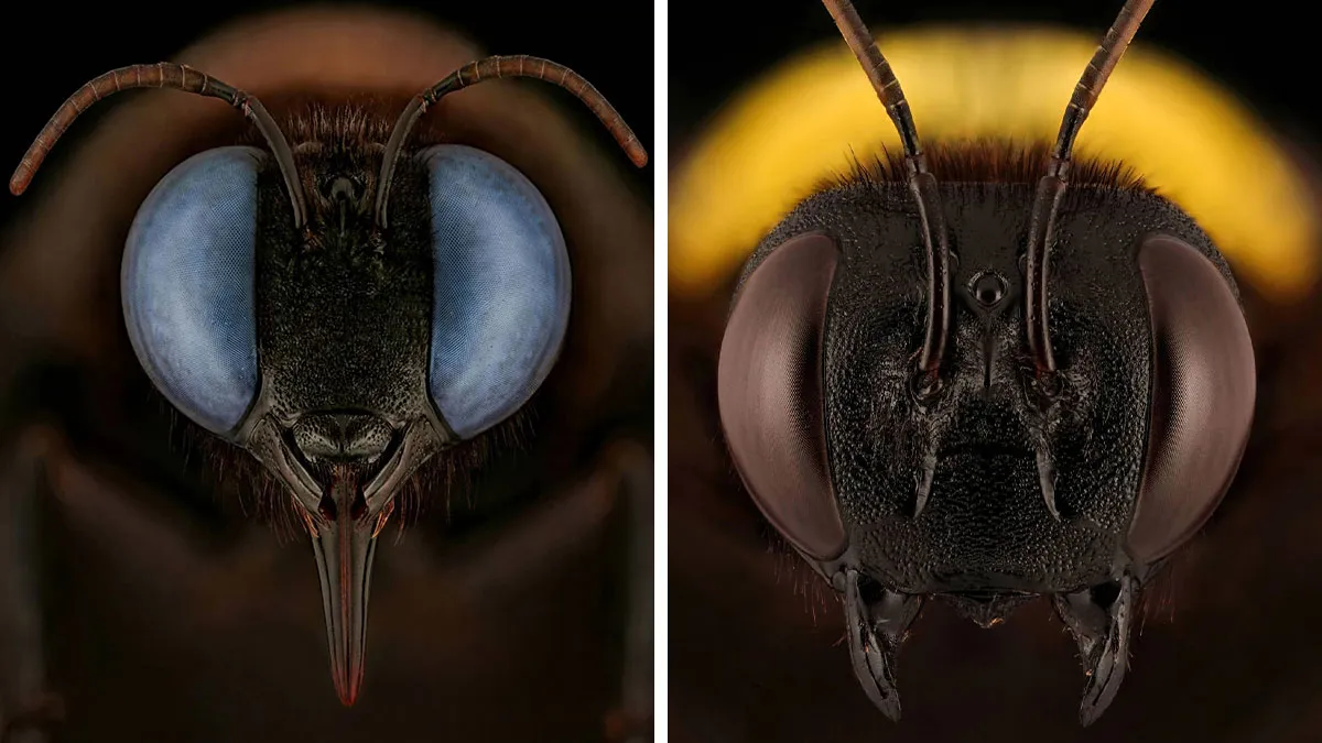 20 Incredible Close-Up Shots Of Endangered Insects By This Photographer (New Pics)