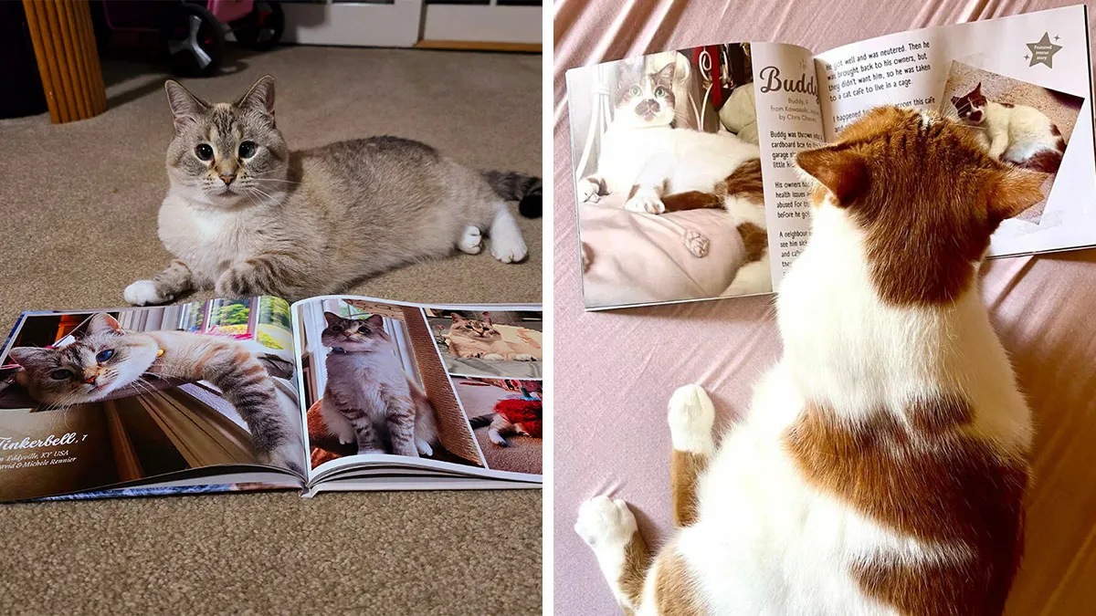 We Created An Annual Photo Contest To Celebrate Cats Around The Globe