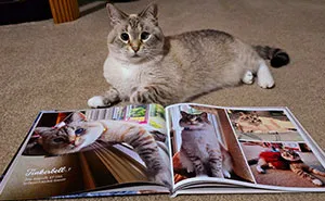We Created An Annual Photo Contest To Celebrate Cats Around The Globe