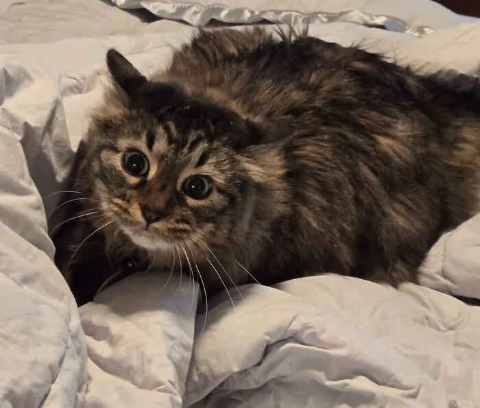45 Adorable Cats Getting Ready For Takeoff With Their Aeroplane Ears From This Dedicated Page