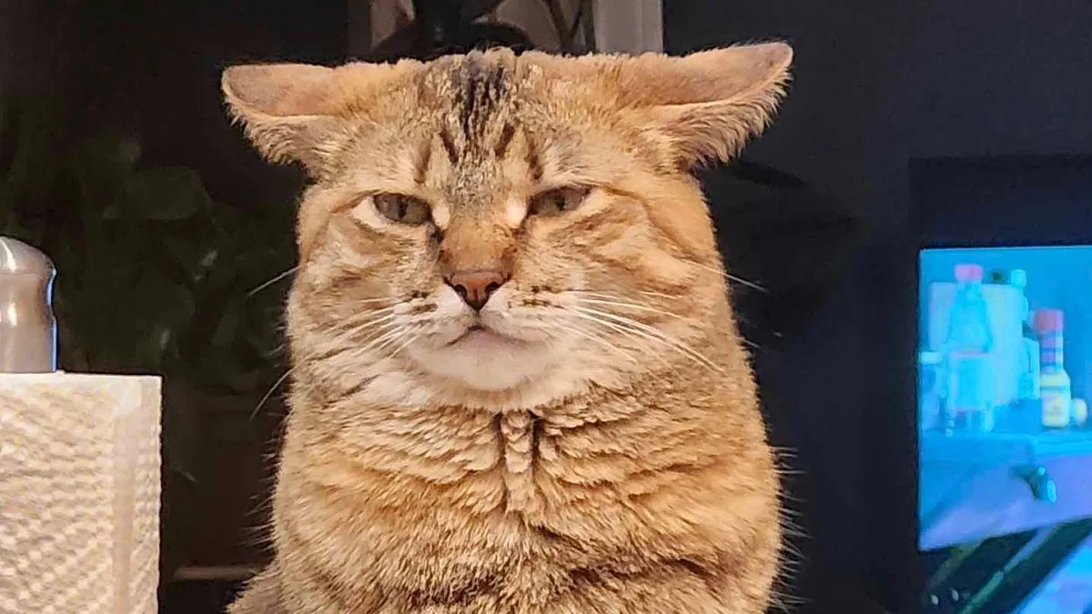 45 Adorable Cats Getting Ready For Takeoff With Their Aeroplane Ears From This Dedicated Page