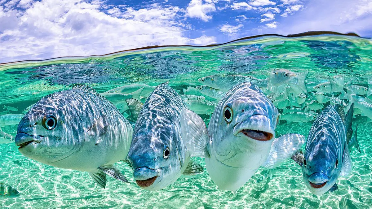 Colorful Underwater World Captured By Ocean Photographer Jordan Robins (48 Pics)