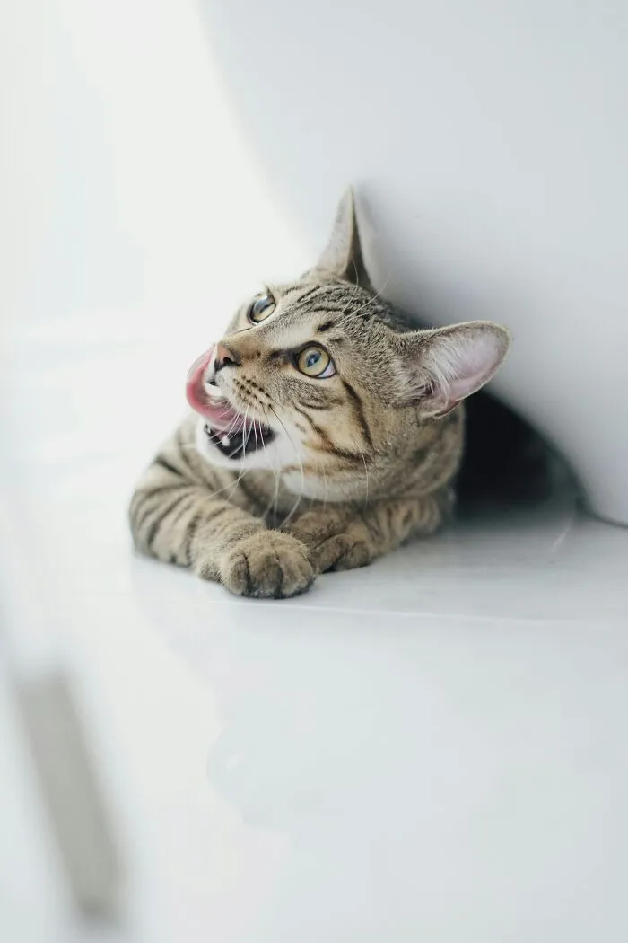 30 People Share What Happened After Their Landlord Came Across Their Non-Existent Pet