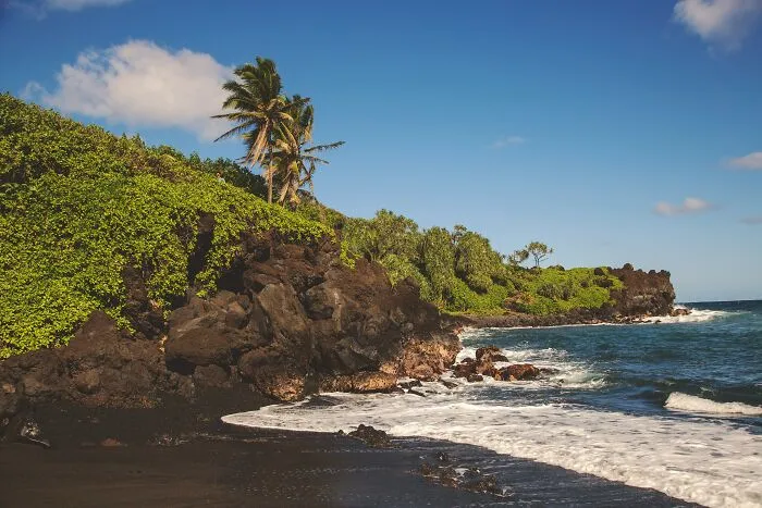 Coastal landscape with palm trees and rocky shoreline, depicting a tourist destination experience.
