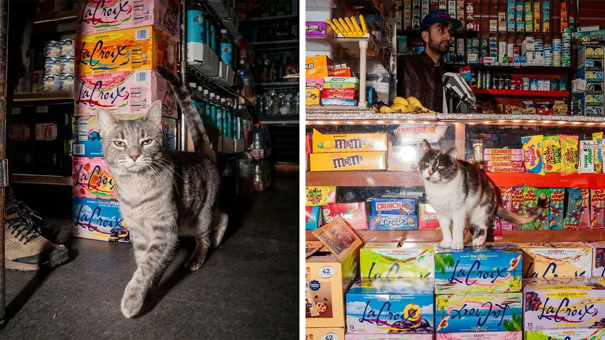 NYC’s Bodega Cats Are Getting The Care They Deserve Thanks To Our Fundraiser