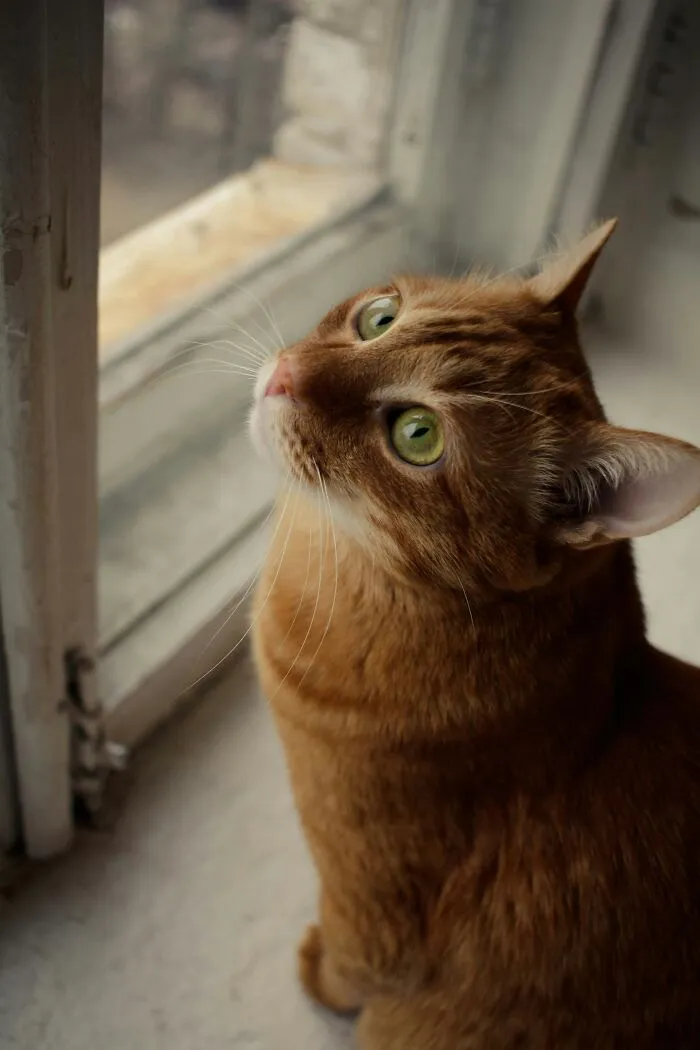 30 People Share What Happened After Their Landlord Came Across Their Non-Existent Pet