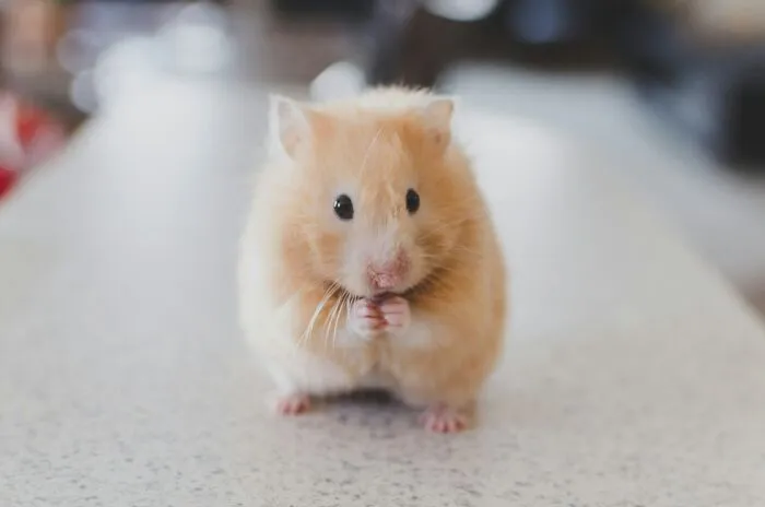 30 People Share What Happened After Their Landlord Came Across Their Non-Existent Pet