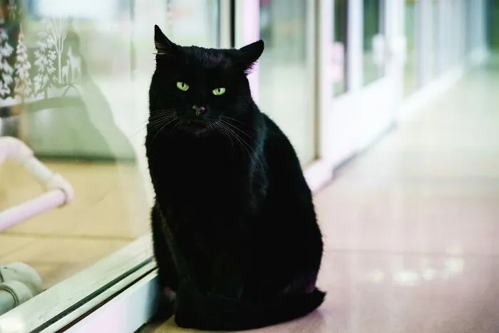 30 People Share What Happened After Their Landlord Came Across Their Non-Existent Pet