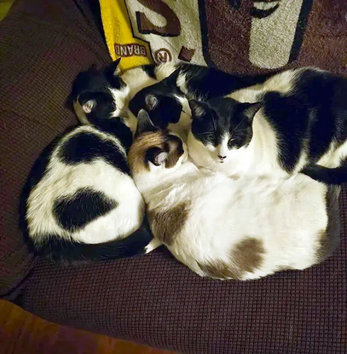 30 People Share What Happened After Their Landlord Came Across Their Non-Existent Pet