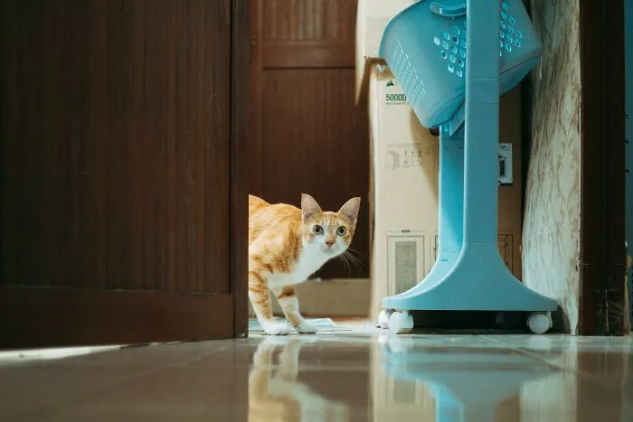 30 People Share What Happened After Their Landlord Came Across Their Non-Existent Pet