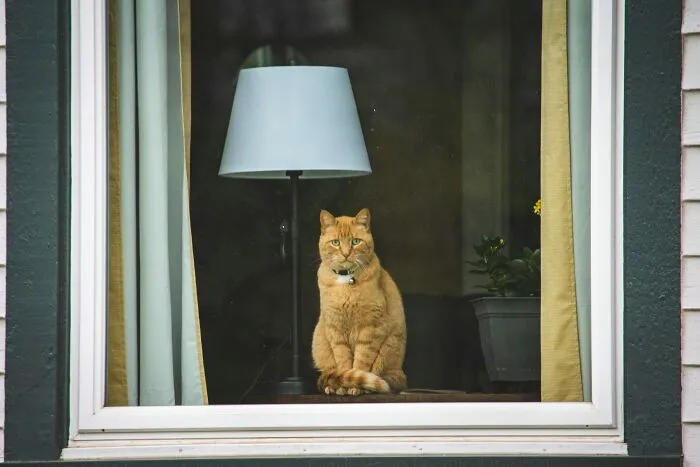 30 People Share What Happened After Their Landlord Came Across Their Non-Existent Pet