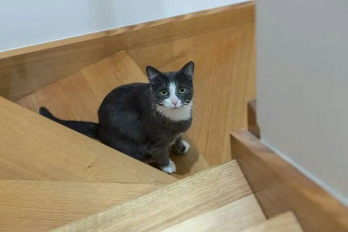 30 People Share What Happened After Their Landlord Came Across Their Non-Existent Pet