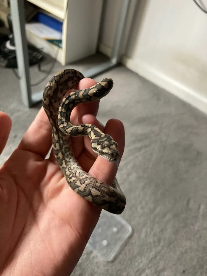 30 People Share What Happened After Their Landlord Came Across Their Non-Existent Pet