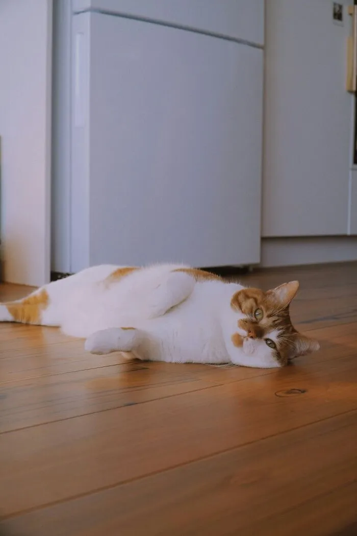 30 People Share What Happened After Their Landlord Came Across Their Non-Existent Pet