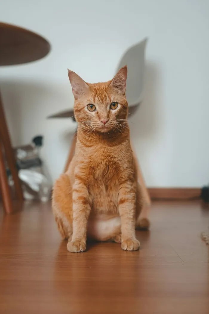 30 People Share What Happened After Their Landlord Came Across Their Non-Existent Pet