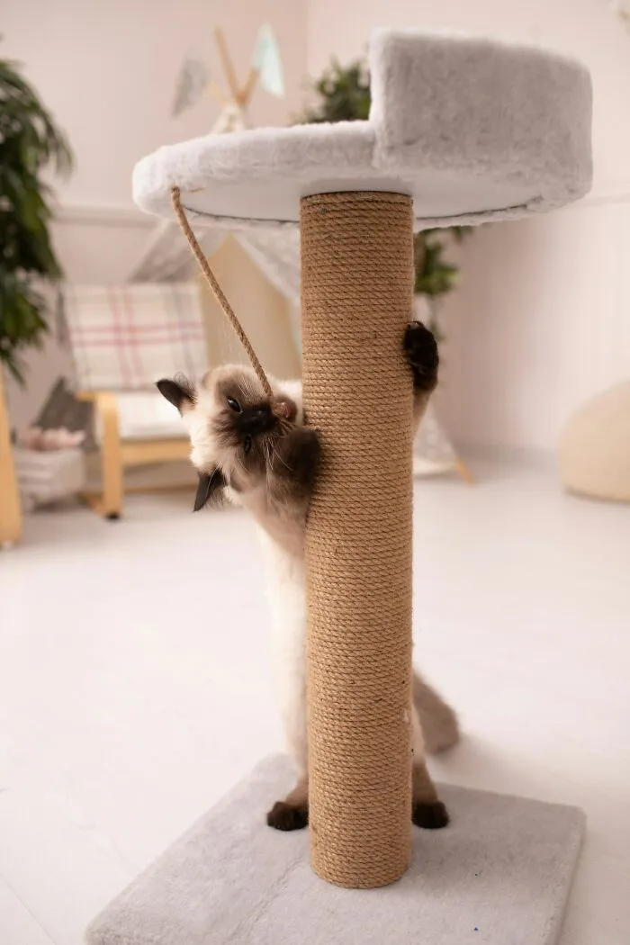 30 People Share What Happened After Their Landlord Came Across Their Non-Existent Pet
