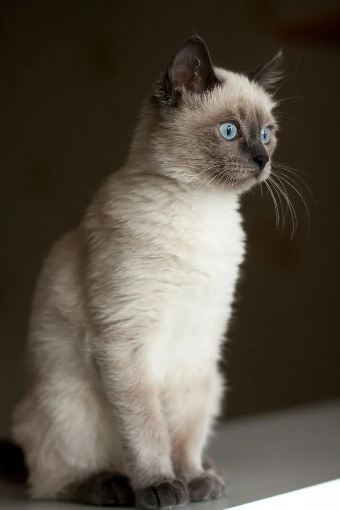 30 People Share What Happened After Their Landlord Came Across Their Non-Existent Pet
