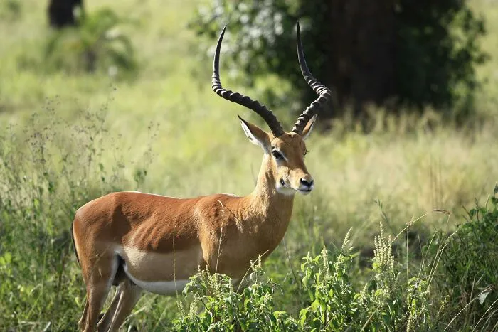 An Antelope Escapes In Devon