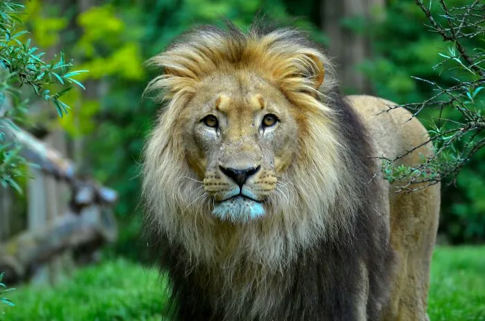 A Lorry Driver Spots A Loose Lion