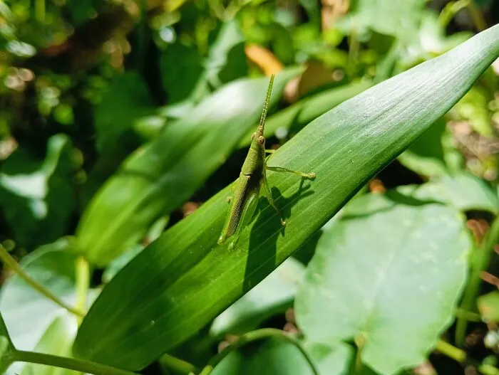 "Grasshoppers Are Older Than Both Grass And Dinosaurs": 24 Real Historical Facts That Seem Fake