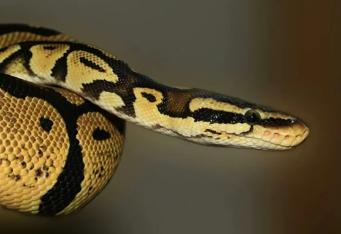 A Woman Loses 14 Pet Pythons In Georgia
