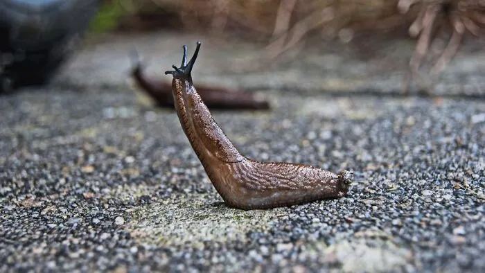 30 Doctors Share The Weirdest And Most Disgusting Things Found In People’s Bodies