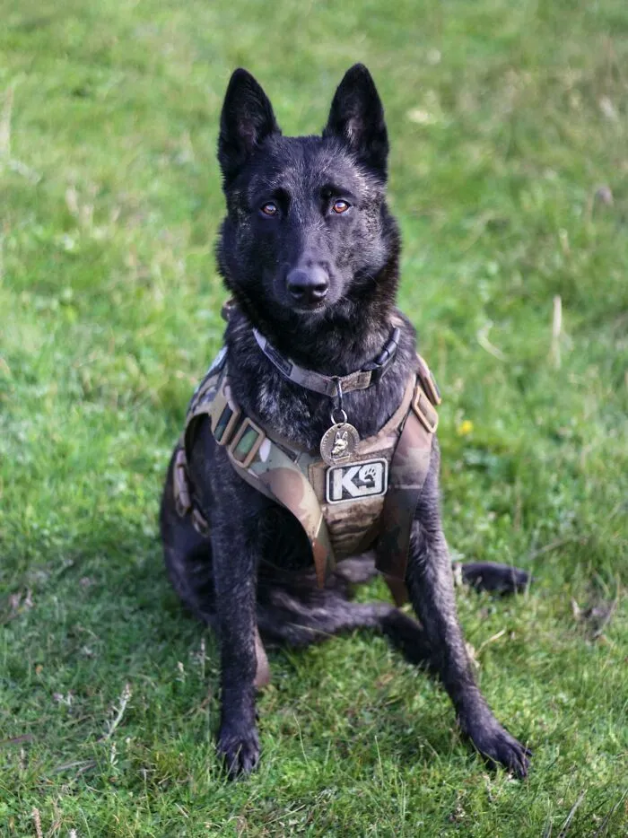 Black K9 military dog sitting on green grass, alert and wearing a camouflage harness outdoors.