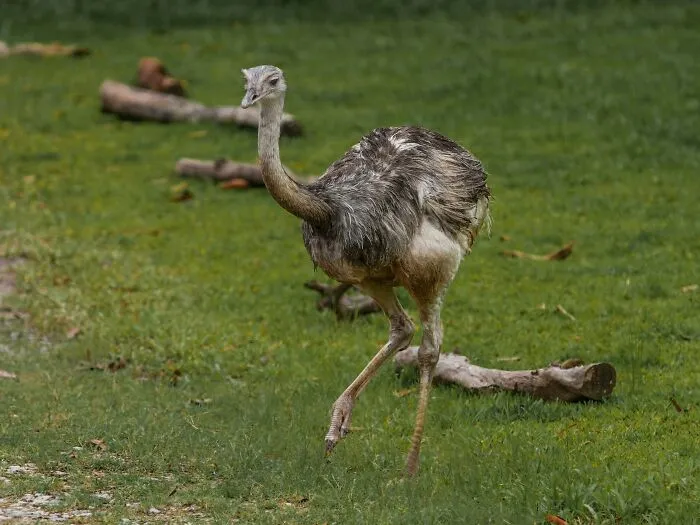 A Big Bird Freaks England Out