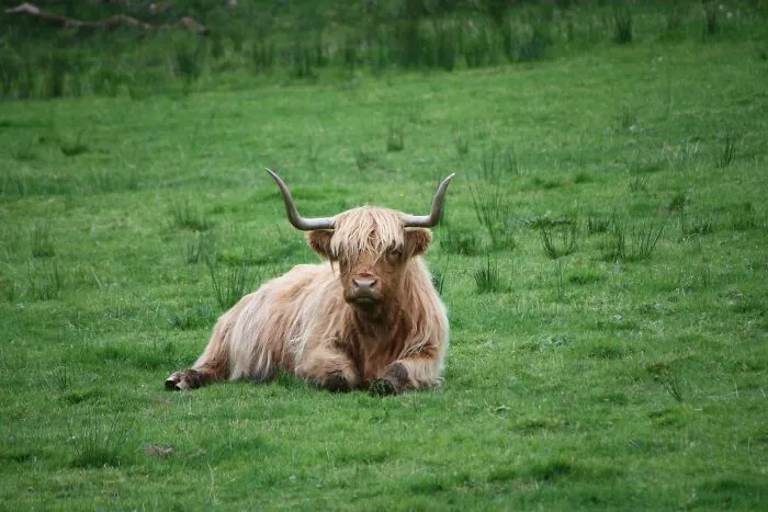 A Bull Takes A Trip On The M5