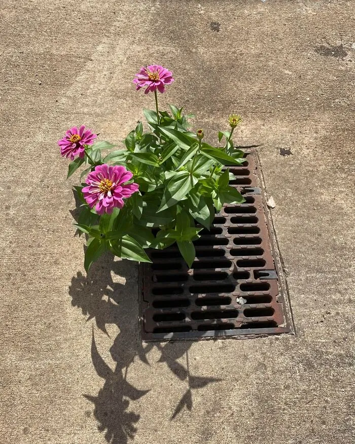 Flowers Growing In Unexpected Places