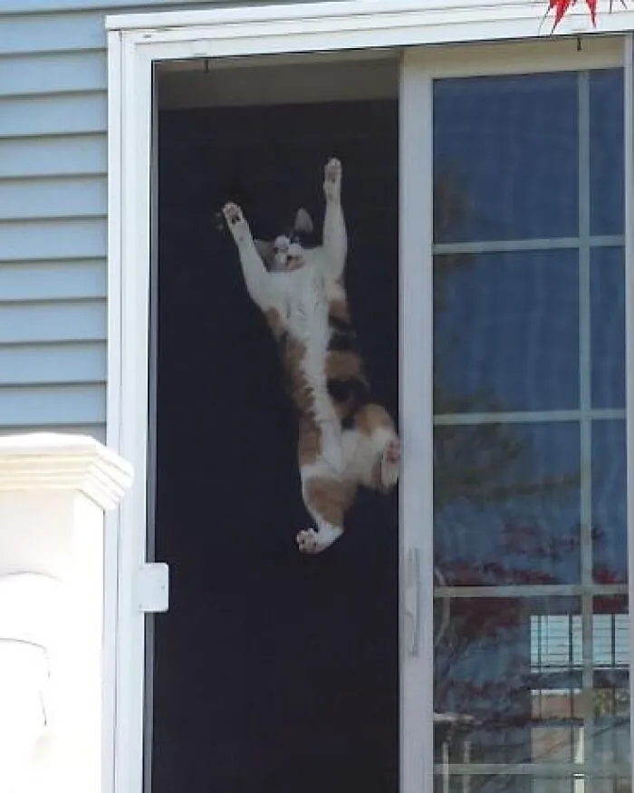 Calico cat hanging on a screen door with paws outstretched, creating a random and joyful moment.