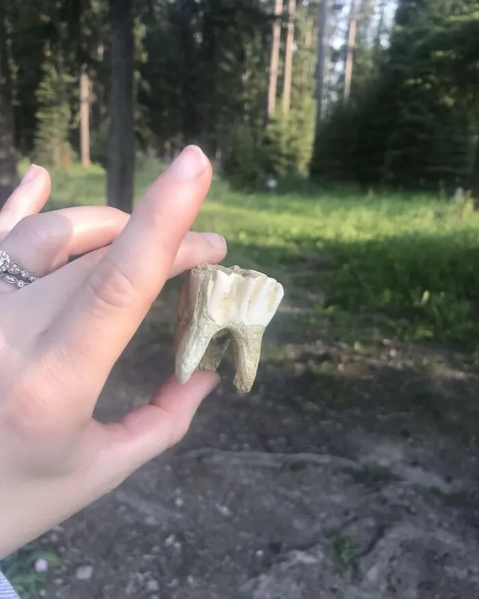 A hand holding a large tooth outdoors, symbolizing cool and random joys of nature.