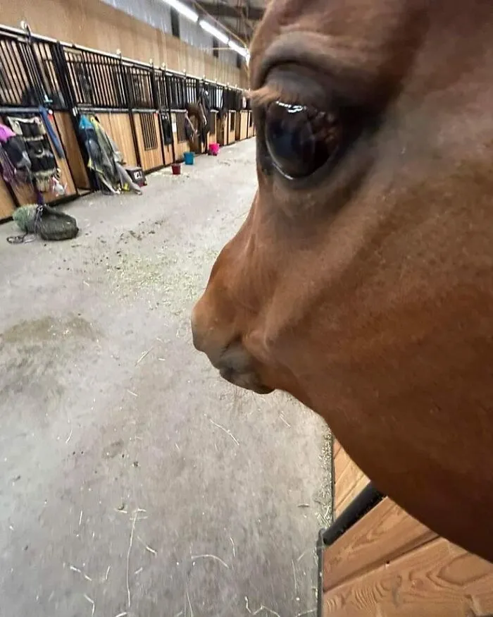 Close-up of a horse's head in a stable, capturing a cool and random moment.