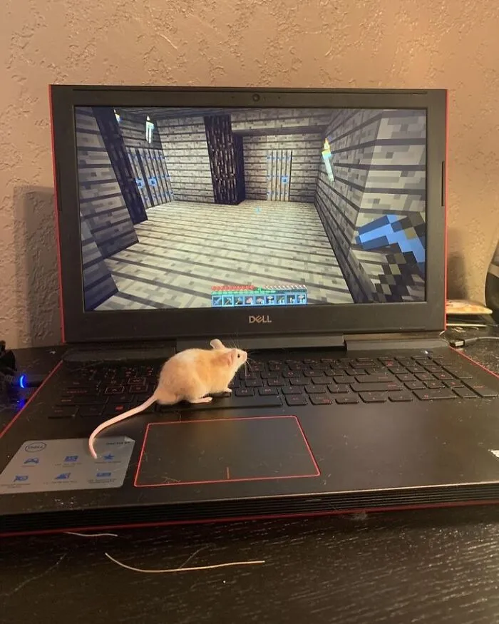 A small mouse sits on a Dell laptop, watching a Minecraft game on the screen, bringing joy to the scene.
