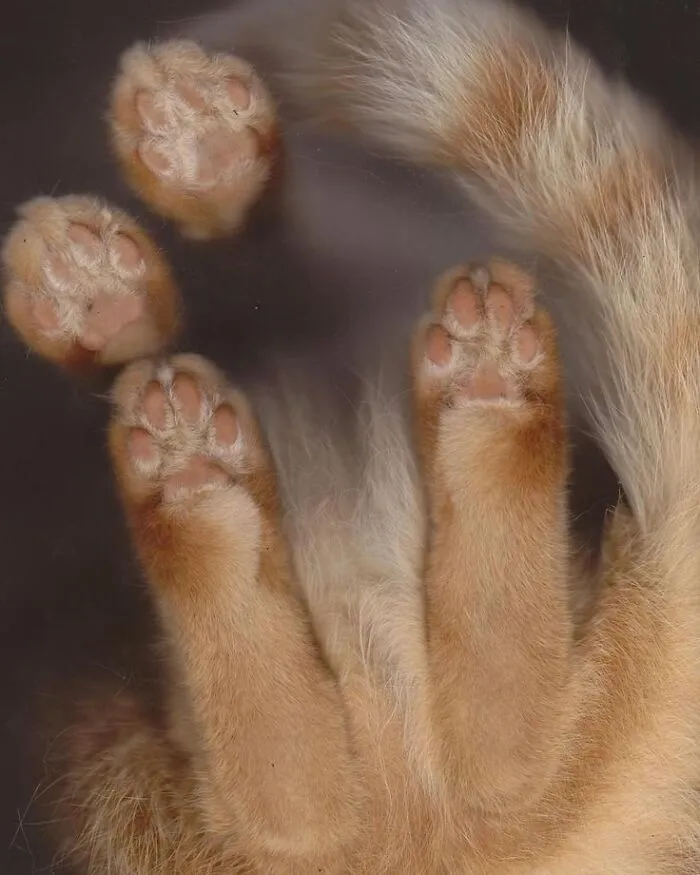 Orange cat paws and tail viewed from below, adding a touch of joy.