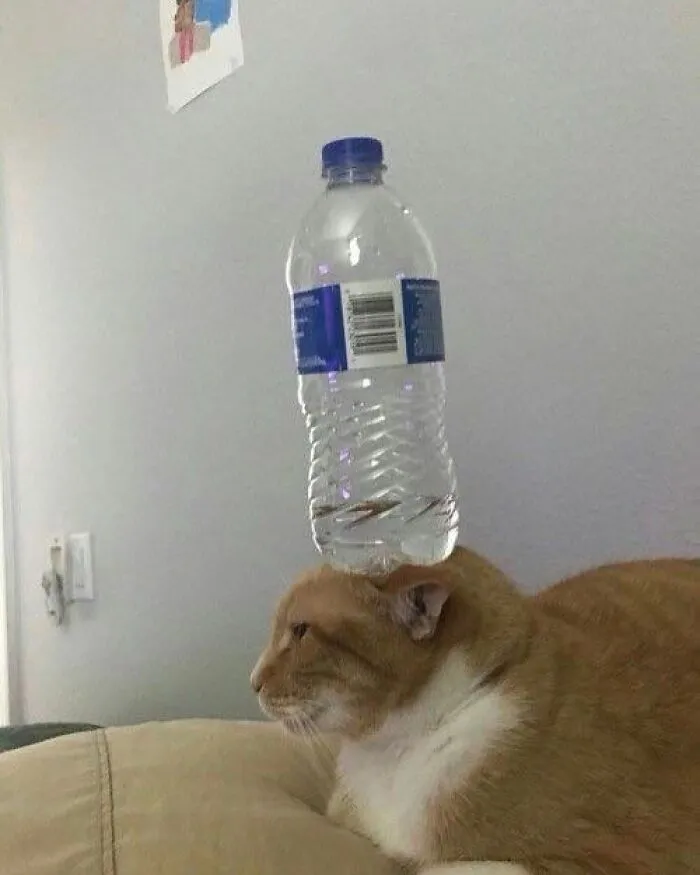 A water bottle balanced on a cat's head, creating a cool and random moment.